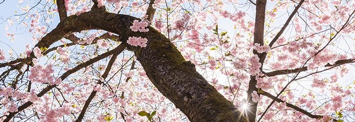 ein großer Kirschblütenbaum 